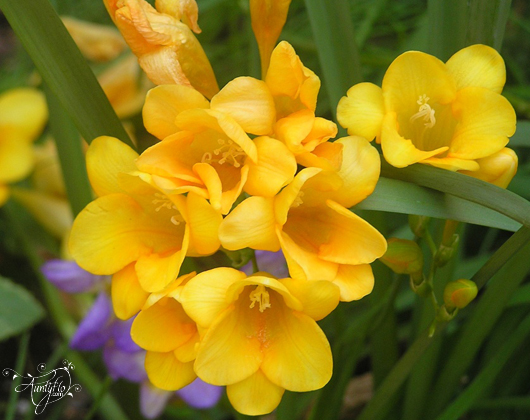 Freesia.