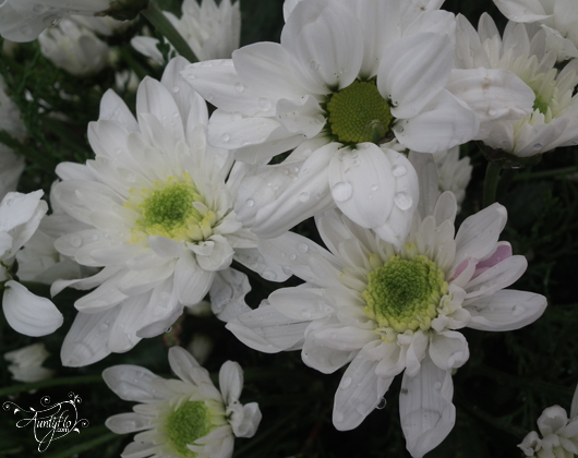 Chrysanthème blanc.
