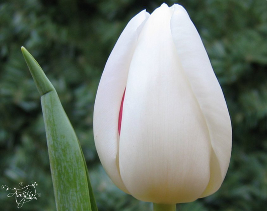 Fleur de tulipe.