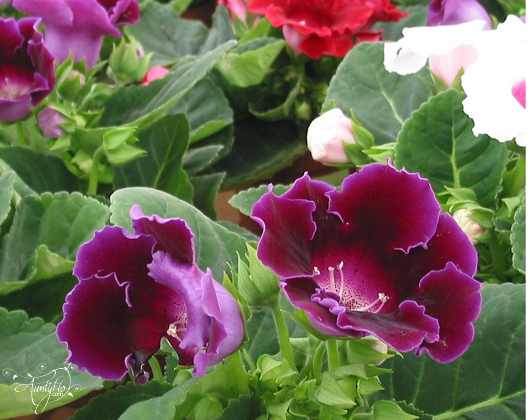 Gloxinia.