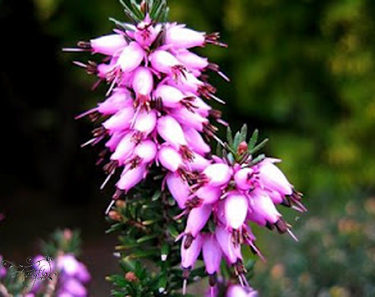 Heather (lavande).