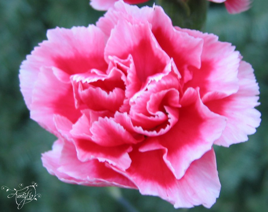 Oeillet rose.