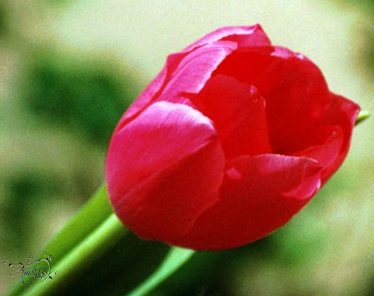 Tulipe rouge.